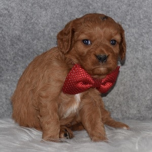 Cavapoo Puppy For Sale – Bandit, Male – Deposit Only