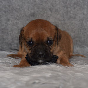 Caviston Puppy For Sale – Barney, Male – Deposit Only