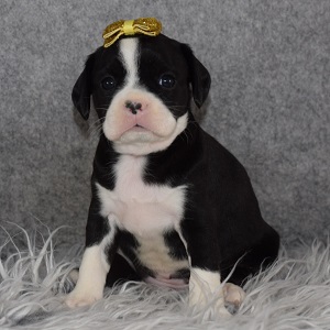 Caviston Puppy For Sale – Bria, Female – Deposit Only