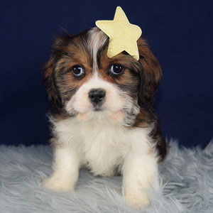 Cady Cava Tzu puppy for sale in NY