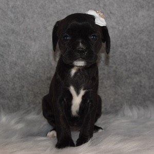 Caviston Puppy For Sale – Chevelle, Female – Deposit Only