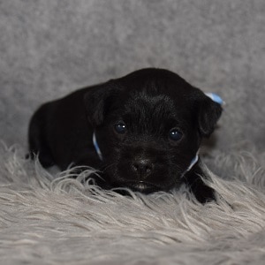 Miniboz Puppy For Sale – Evan, Male – Deposit Only