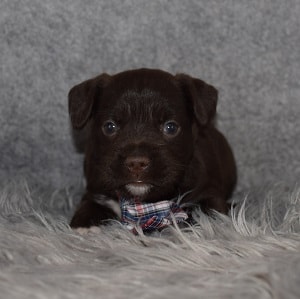 Miniboz Puppy For Sale – Everett, Male – Deposit Only