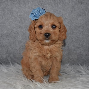 Cavapoo Puppy For Sale – Hannah, Female – Deposit Only