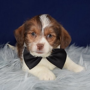Hermes Jack Tzu puppy for sale in MD