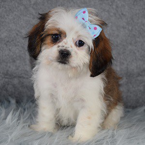 Hopscotch Cava Tzu puppy for sale in DC