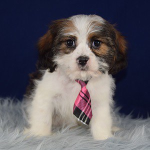 Jacks Cava Tzu puppy for sale in PA