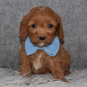 Cavapoo Puppy For Sale – Nox, Male – Deposit Only