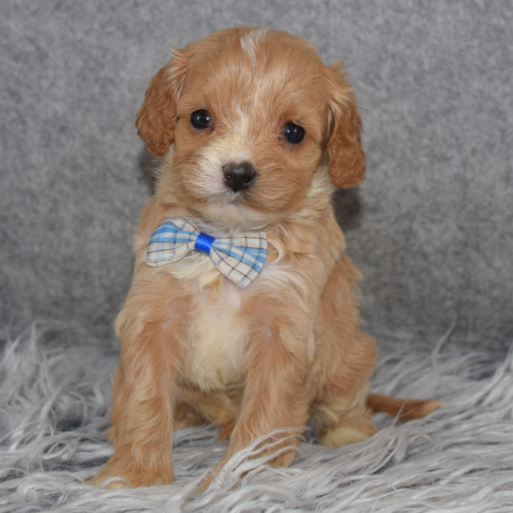 Cavapoo Puppy For Sale – Okra, Male – Deposit Only
