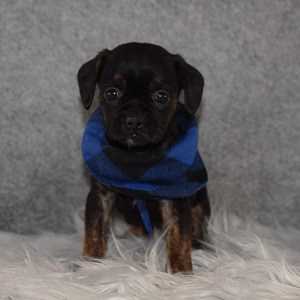 Caviston Puppy For Sale – Scooter, Male – Deposit Only