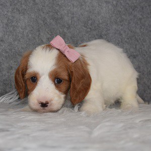 Cavapoo Puppy For Sale – Thera, Female – Deposit Only