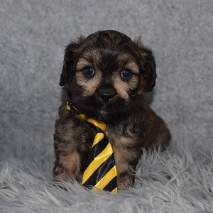 Cava Tzu Puppy For Sale – Carson, Male – Deposit Only