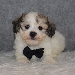 Havachon Puppy For Sale – Corey, Male – Deposit Only