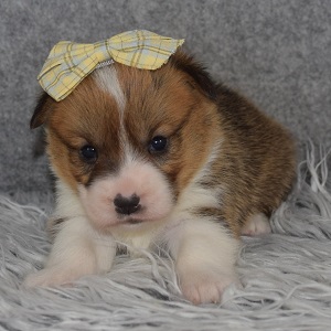 Pembroke Welsh Corgi Puppy For Sale – Dimples, Female – Deposit Only