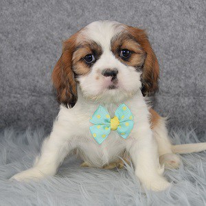 Marbles Cava Tzu puppy for sale in NJ