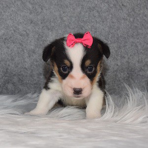 Pembroke Welsh Corgi Puppy For Sale – McKinley, Female – Deposit Only