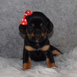 CavaJug Puppy For Sale – Rockette, Female – Deposit Only