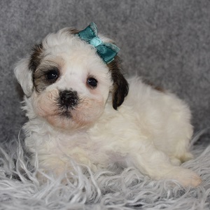 Shichon Puppy For Sale – Alaina, Female – Deposit Only