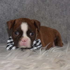 BoJug Puppy For Sale – Bibble, Male – Deposit Only