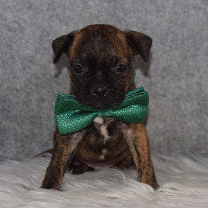 BoJug Puppy For Sale – Jackson, Male – Deposit Only