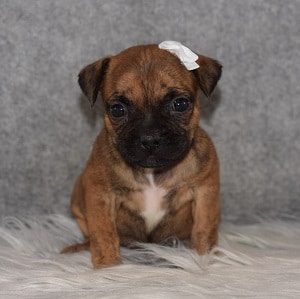 BoJug Puppy For Sale – Kennedy, Female – Deposit Only