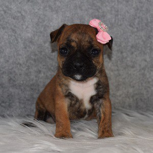 BoJug Puppy For Sale – Monroe, Female – Deposit Only