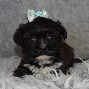 Shihpoo Puppy For Sale – Gemini, Female – Deposit Only