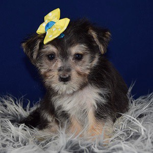 Female Morkiepoo Puppy For Sale Sprig Puppies For Sale In Pa Nj Wv