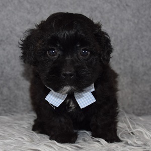 Shihpoo Puppy For Sale – Potato, Male – Deposit Only