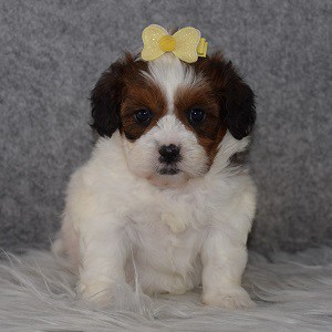 Shihpoo Puppy For Sale – Ramsey, Female – Deposit Only