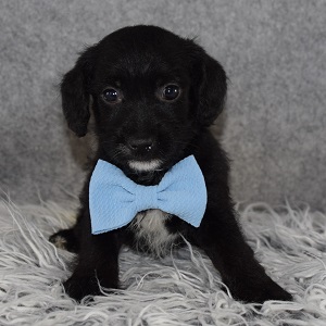 Jackapoo Puppy For Sale – Maverick, Male – Deposit Only