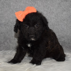 Jackapoo Puppy For Sale – Rizzo, Female – Deposit Only