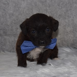 Jackapoo Puppy For Sale – Tucker, Male – Deposit Only