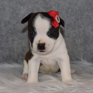 BoJack Puppy For Sale – Brandy, Female – Deposit Only