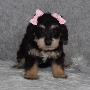 Schnoodle Puppy For Sale – Caio, Female – Deposit Only