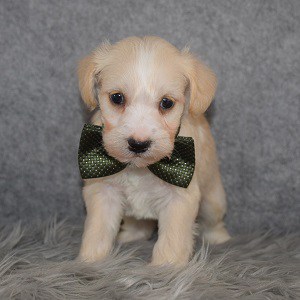Schnoodle Puppy For Sale – Dorado, Male – Deposit Only