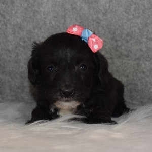Schnoodle Puppy For Sale – Elena, Female – Deposit Only