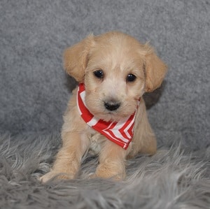 Schnoodle Puppy For Sale – Fillory, Male – Deposit Only