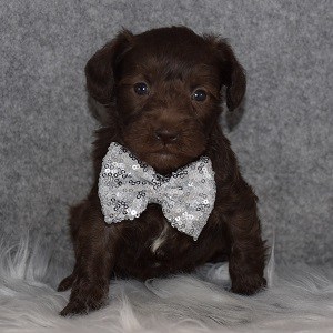 Schnoodle Puppy For Sale – Magnum, Male – Deposit Only