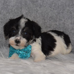 Schnoodle Puppy For Sale – Maverick, Male – Deposit Only
