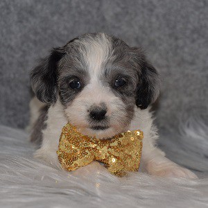 Schnoodle Puppy For Sale – Merrick, Male – Deposit Only