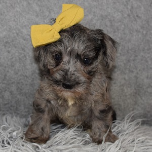 Schnoodle Puppy For Sale – Tesla, Female – Deposit Only