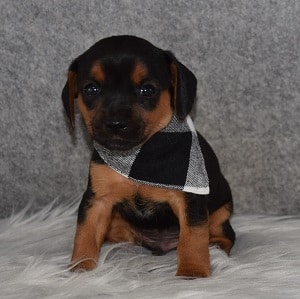Yorkie Russell Puppy For Sale – Bayou, Male – Deposit Only