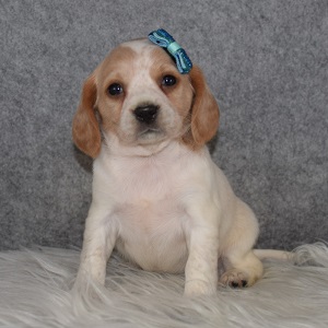 Beaglier Puppy For Sale – Chai, Female – Deposit Only