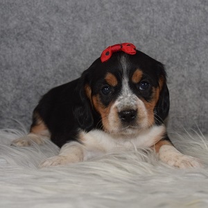 Beaglier Puppy For Sale – Cocoa, Female – Deposit Only