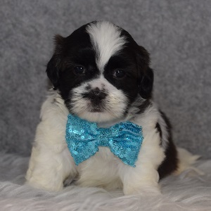 Hava Tzu Puppy For Sale – Marble, Male – Deposit Only