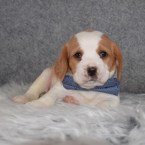 Beaglier Puppy For Sale – Mercury, Male – Deposit Only