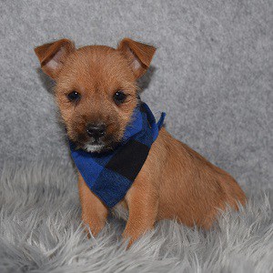 Yorkie Russell Puppy For Sale – Pete, Male – Deposit Only