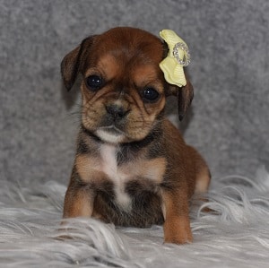 Caviston Puppy For Sale – Betty, Female – Deposit Only
