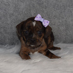 Caviston Puppy For Sale – Marble, Female – Deposit Only